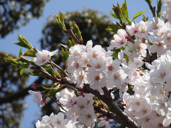 桜と青と緑