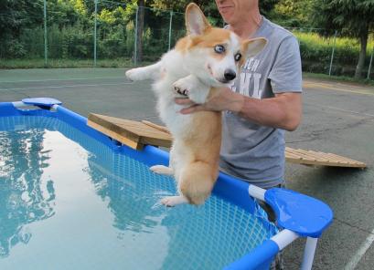 なにするですか