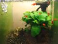プラティ稚魚