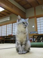 ネコ