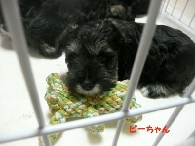 あさひっ子ピー3月29日