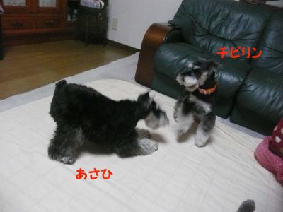あさひ&チビリン5月1日1