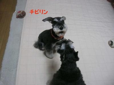 あさひ&チビリン5月1日