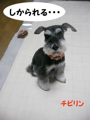 チビリン5月1日