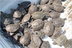 TURTLE-blog480.jpg