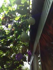 moblog_8dbcef6f.jpg