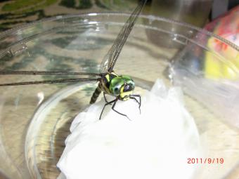 2011_09_19_07.jpg