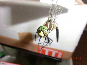 2011_09_19_11.jpg