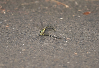 2014_10_07_110.jpg