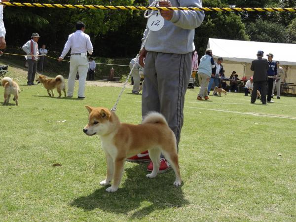 髦ソ豕「縺ョ鮴咲視縲髦ソ蟾槫、ァ隹キ闕・(4)_convert_20120430090721