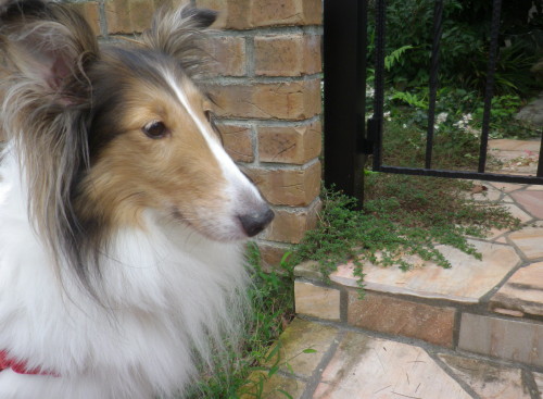 IMGP4960_1.jpg