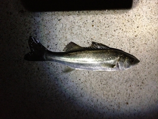 IMG_1008_R_20131221223407290.jpg