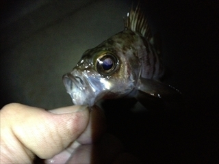 IMG_1013_R_20131221222904fa9.jpg