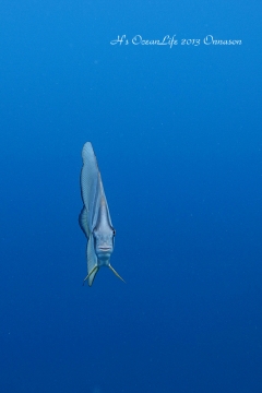 aツバメウオ1