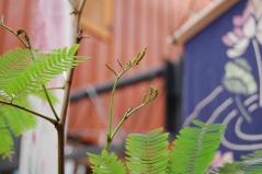 新芽
