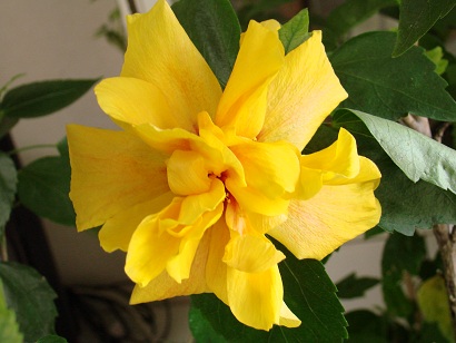 2011 年末 001