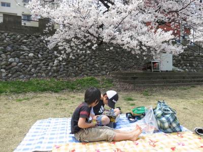 石川県金沢市 犀川 桜 お花見 中村町保育園