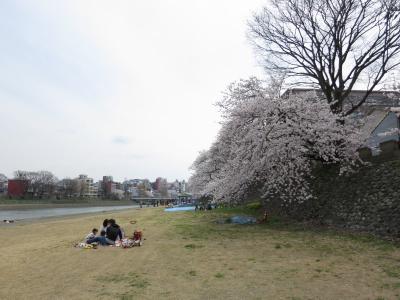 石川県金沢市 犀川 桜 お花見 中村町保育園