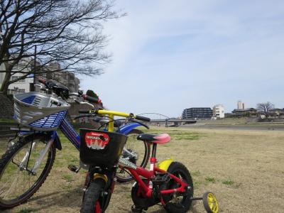 石川県金沢市 犀川 桜 お花見 中村町保育園