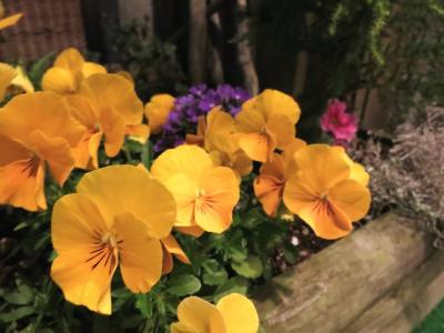 寄せ植え 石川県金沢市