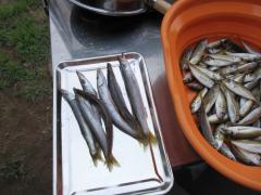 福井 三国 休暇村 キャンプ 釣り