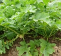 140916daikon.jpg
