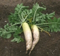 141005daikon.jpg