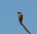 141007nobitaki.jpg