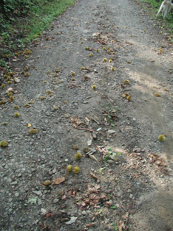 2011_9_30_5