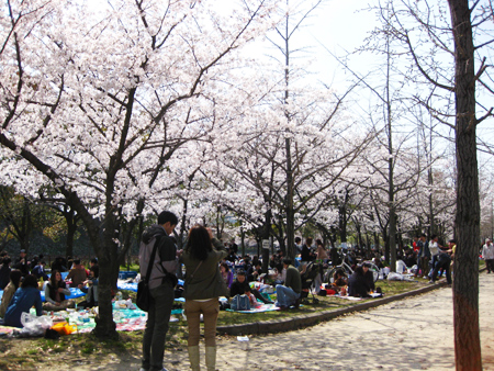 sakura0410-1.jpg