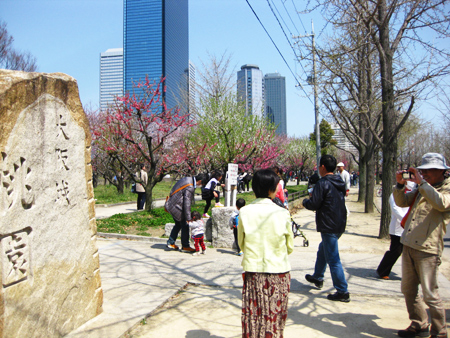 sakura0410-2.jpg