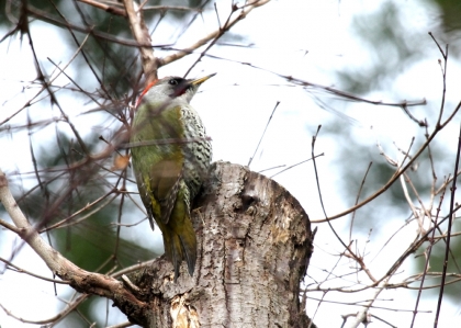 140220-319.jpg