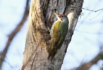 140224-aogera.jpg