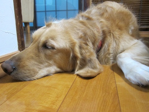 00520131214hana.jpg