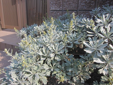 ダスティー00420131127