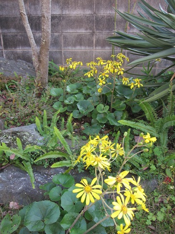 つわぶき00320131127