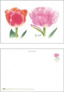 Tulip●マイアミサンセット・アンジェリケ