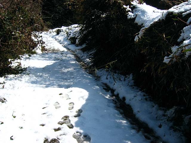 登山道の雪(60666 byte)