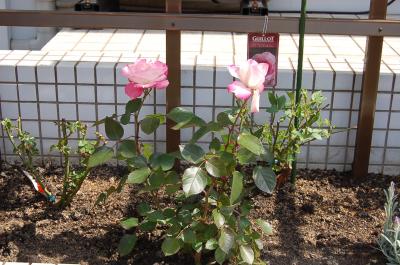 011_convert_20120402162758.jpg