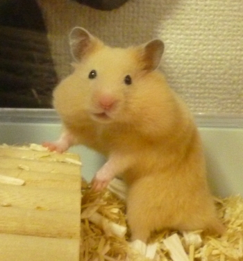 20111005e.jpg