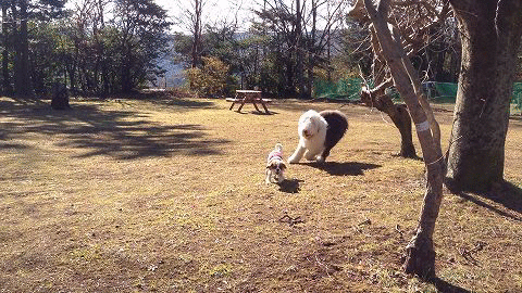 131515_nijirun.gif