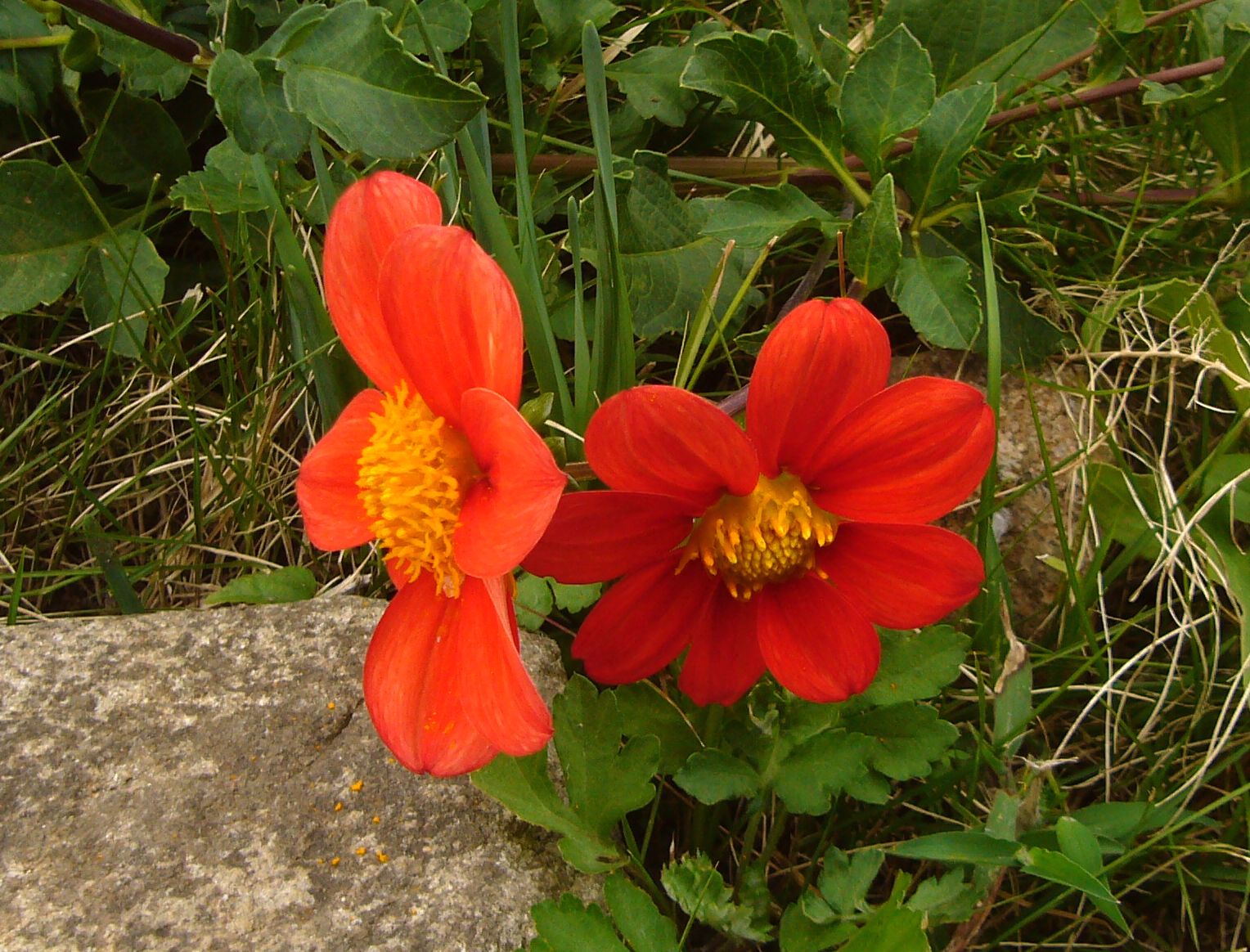 P1200472.jpg