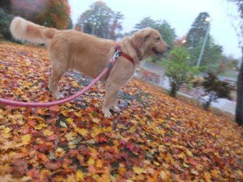 2011.10.23 039