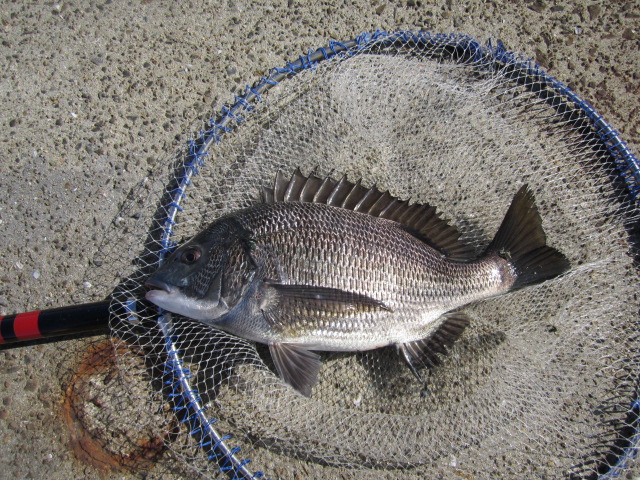 やっと釣れた~
