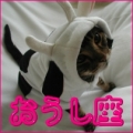 おうし座