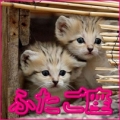 ふたご座