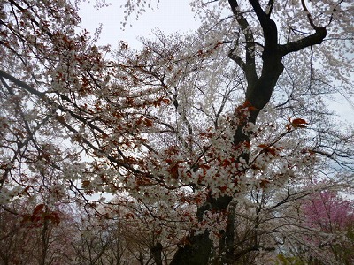 s-P1080241.jpg