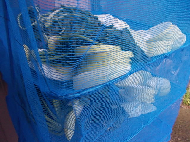 Daikon 20130212