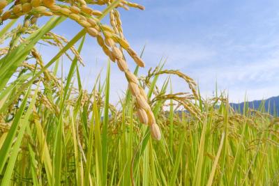 2011-09-25№(0390)