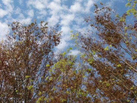 ケヤキ青空